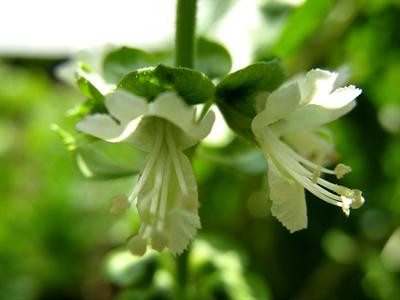 Fiore di basilico